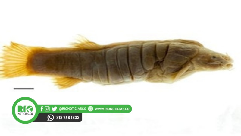 Photo of Este es el pez colombiano que es buscado por Leonardo Dicaprio