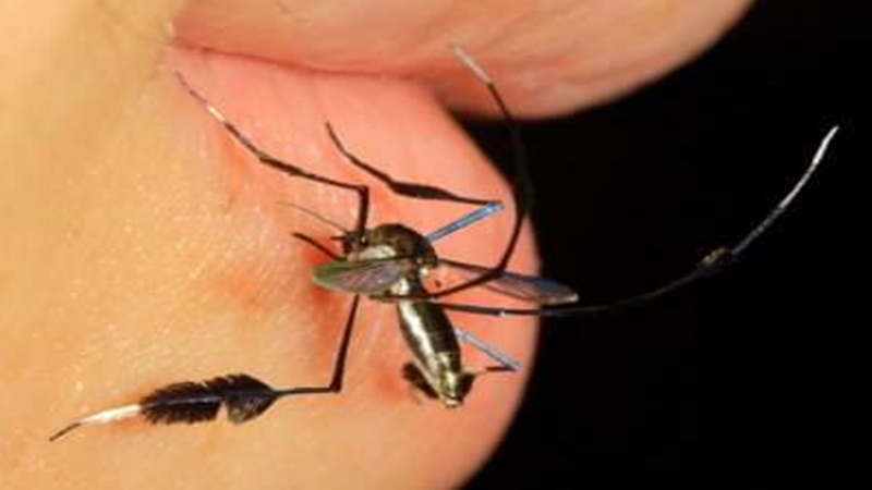 Photo of Encuentran en una casa un mosquito con plumas en sus patas