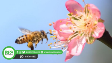 Photo of Con la extinción de las abejas se extinguen también las frutas y verduras: VI congreso de Zoología